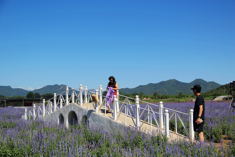 北京东方普罗旺斯薰衣草庄园,国外普罗旺斯薰衣草庄园夕阳