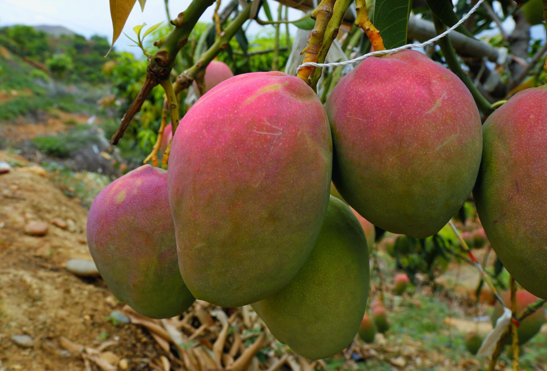 攀枝花料理,攀枝花最好吃的料理