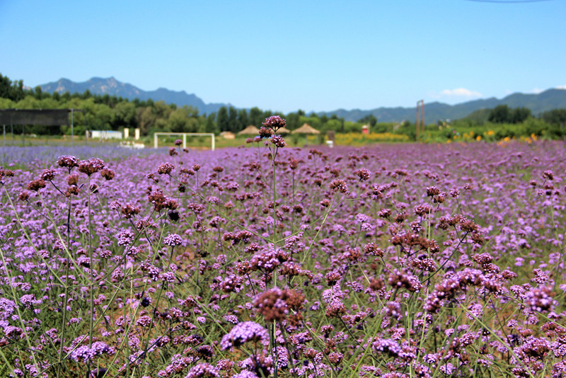 北京东方普罗旺斯薰衣草庄园,国外普罗旺斯薰衣草庄园夕阳