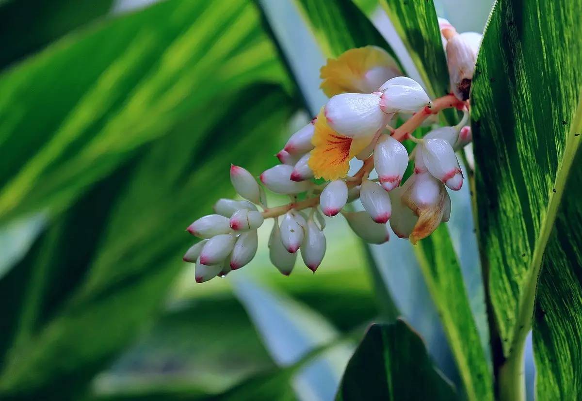 美得不行的月季图片,美得不行的月季