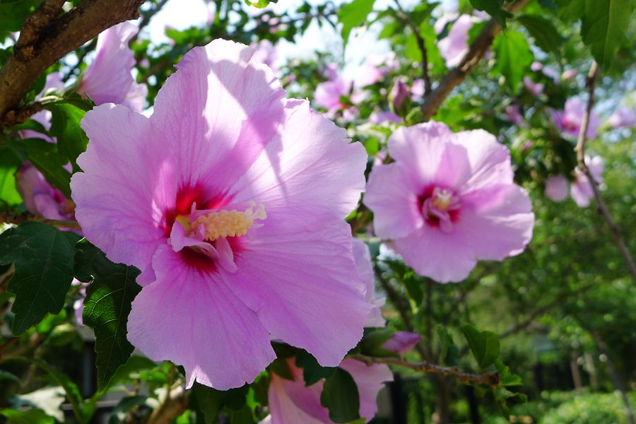朝开暮落，转“蕣”即逝，植物里的人生况味