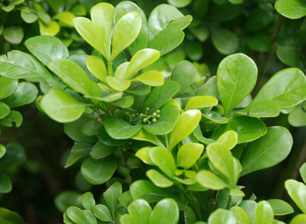 想要养好花该怎么做,米兰花移植注意事项