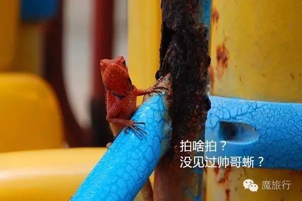 海南的海岛旅游南湾猴岛,推荐一个好地方南湾猴岛