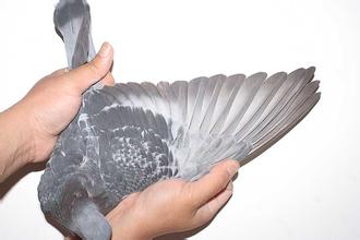 如何看信鸽好与差,信鸽翅膀怎样鉴别好坏