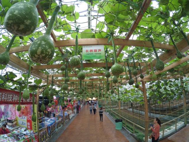 带上小蚁运动相机游潍坊（三）寿光菜博会