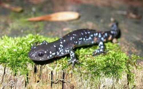 蝾螈养护,蝾螈的正确养殖方法