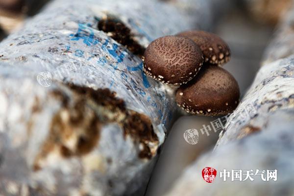 废木头长出“金元宝”*疆新**特克斯实现生态有机良性循环