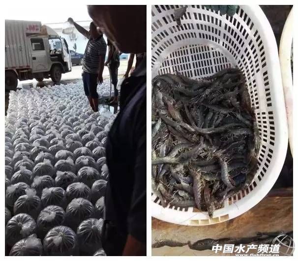 卖饲料的小女子,卖潜江小龙虾的姑娘