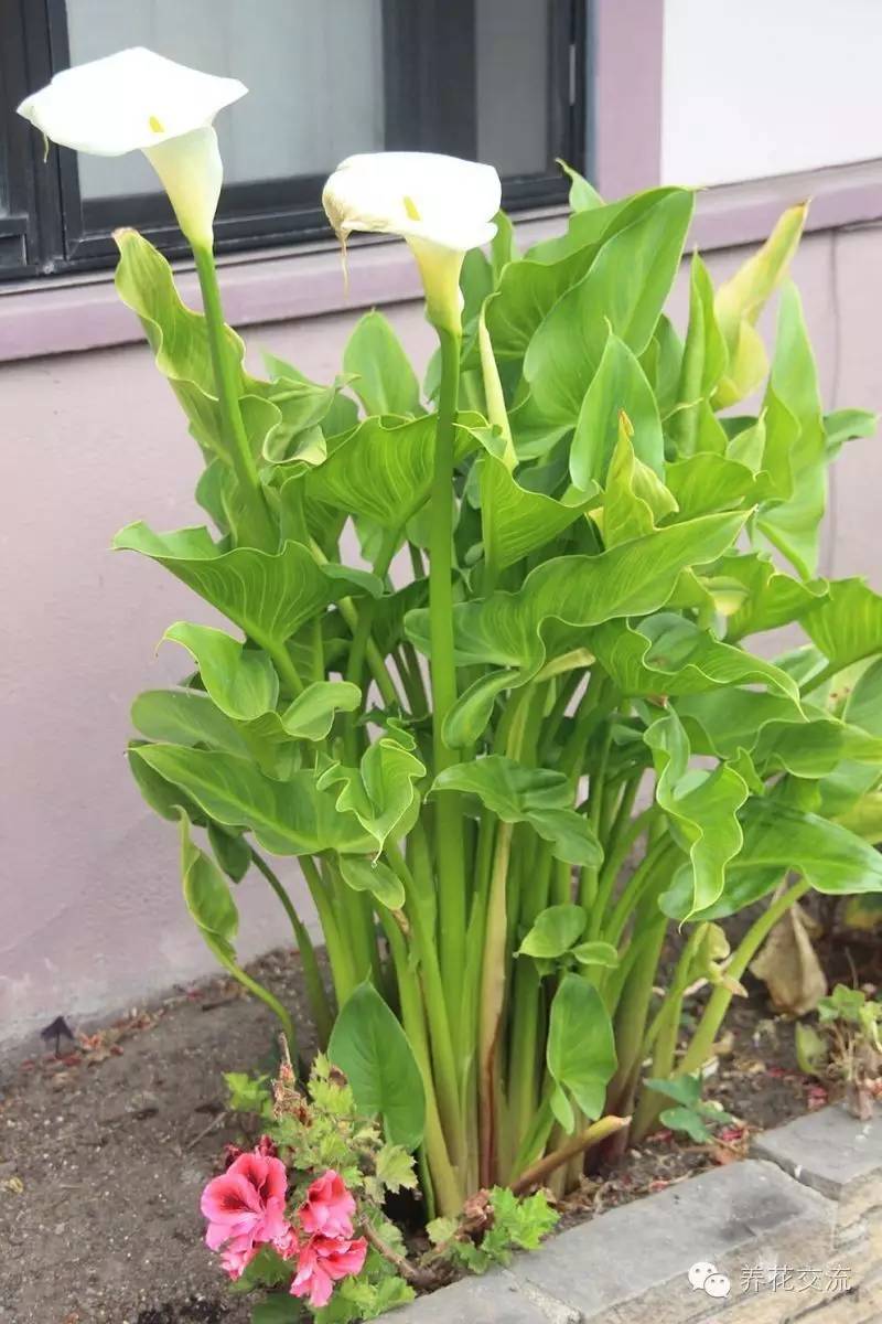 10种秋季开花的植物,8种夏季开花的植物