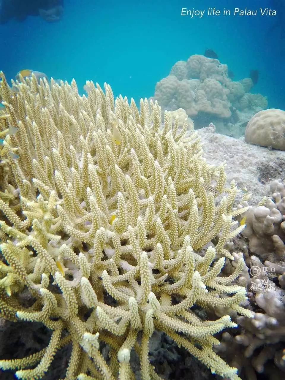 帕劳怎么玩,帕劳要准备什么