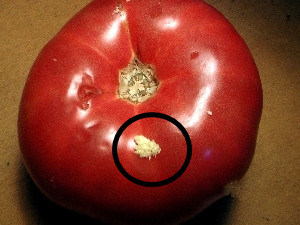 网友在火锅店吃出蓝环章鱼,网友疑似在餐厅吃出蓝环章鱼