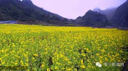 南宁漫山遍野的格桑花盛开,南宁最美小众花海
