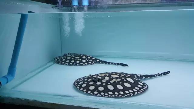 养龙虎魟有什么说法,养龙虎魟不困水可以吗