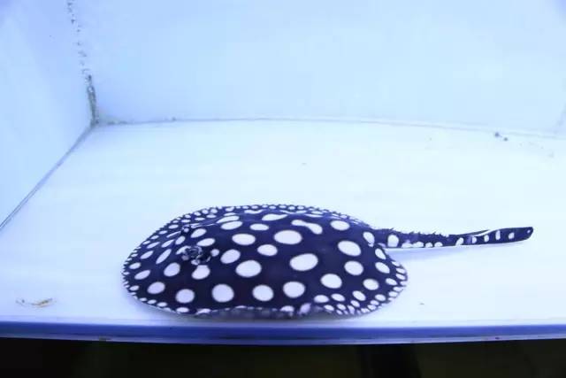 养龙虎魟有什么说法,养龙虎魟不困水可以吗