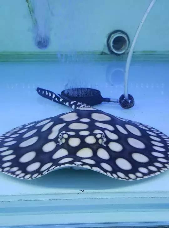 养龙虎魟有什么说法,养龙虎魟不困水可以吗