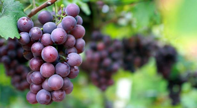 房山田园风情农业园,房山农业园