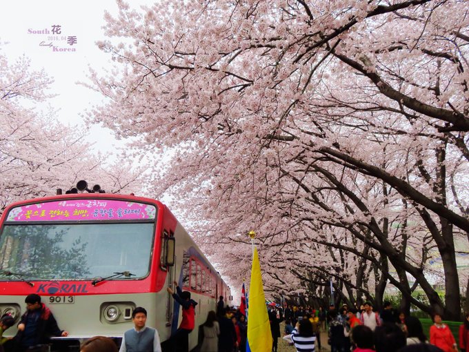 韓國花季賞櫻（首爾、南怡島、春川小法蘭西、釜山、鎮海）交通攻略+賬單分享