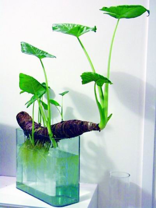 什么花属于吸毒植物,分享五款吸毒植物选盆搬回家吧