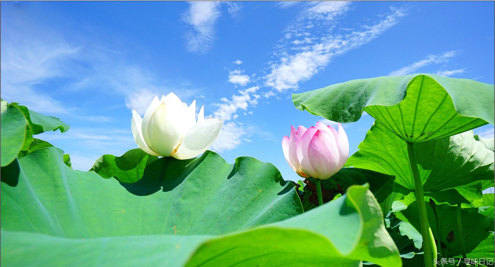 又见荷花开，莲（花、叶、子、藕）通身都是宝；上天馈赠！