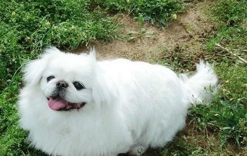 FCI的10个犬种组