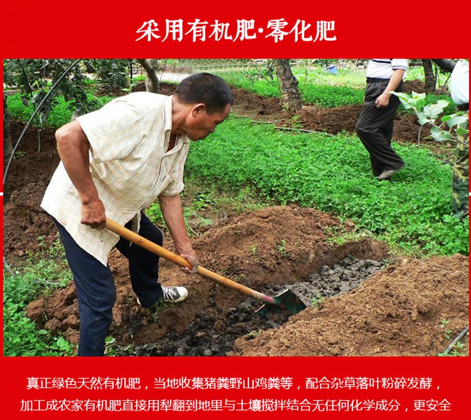 大山深处的好苹果,大山里优质苹果