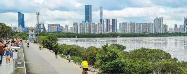 还你一个五星级的深圳湾!水质变清,小鱼小虾都回来啦