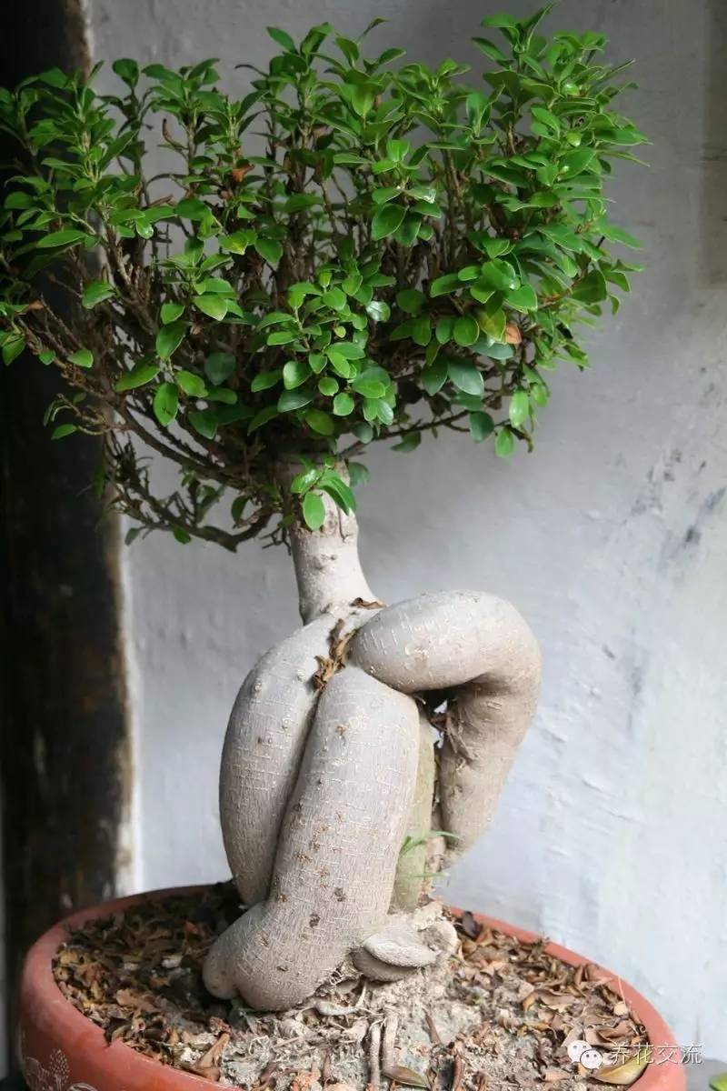 家庭的所有榕树盆栽,家庭养的榕树有什么品种