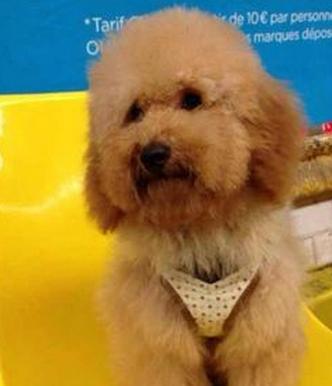 狗狗的10个征兆和表现,狗狗常见疾病及解决方法