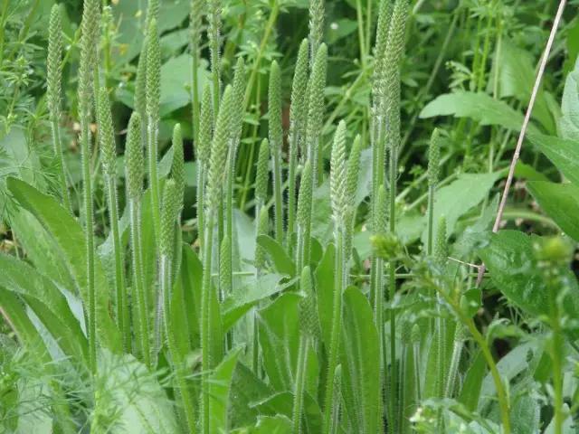 古人吃什么?《诗经》蔬果志:你现在还在采的芣苡