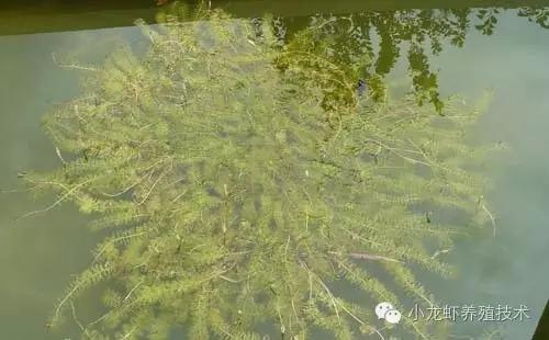 伊乐藻草籽如何栽培,河蟹塘伊乐藻的栽培