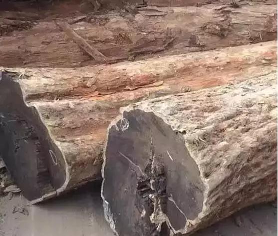 老宅发现100年前乌木,江西小山村挖出价值1亿的乌木