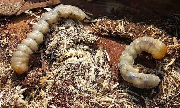 极品美味，就差瞟一眼，么么哒