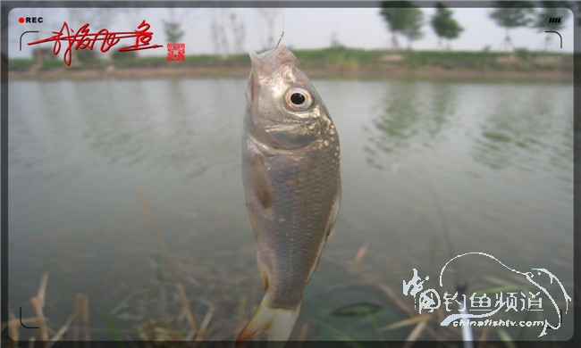 马踏湖国家湿地公园远足,马踏湖国家湿地公园游览路线