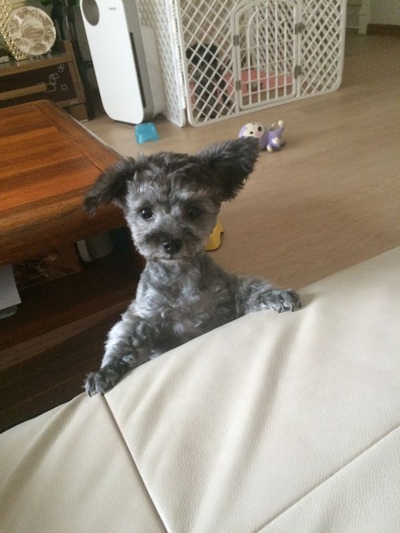 同一窝泰迪有个短腿,长腿和短腿泰迪