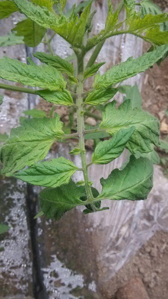 番茄向下卷叶是什么原因,番茄下部叶子卷起怎么回事