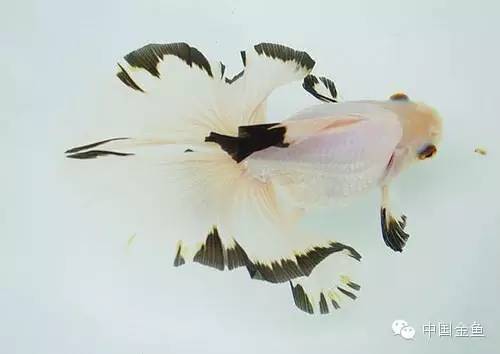 龙眼金鱼和蝶尾金鱼有什么区别,大尾金鱼品种图谱大全