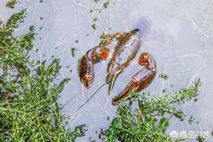 安徽小龙虾养殖产量排名,养殖小龙虾一亩用多少磷肥