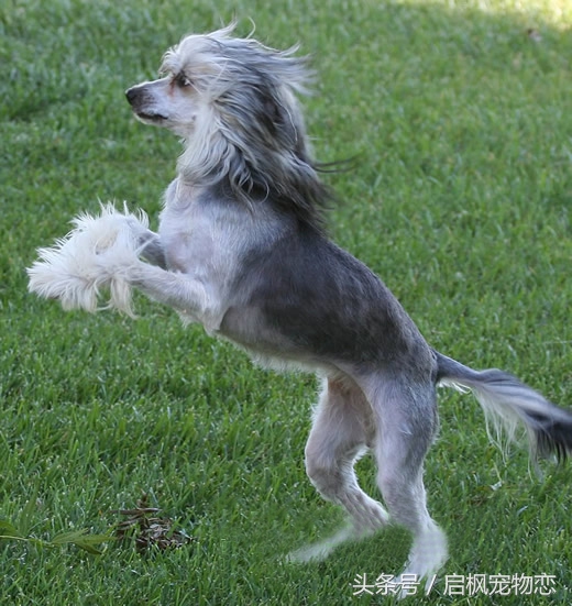 中国犬种第二弹这是属于它们的帅气