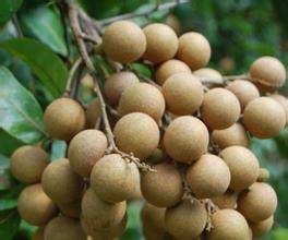 龙眼肉和人参一起蒸的功效,龙眼肉归经和功效