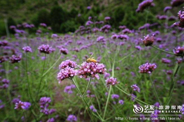 紫海香堤香草艺术庄园特色,紫海香堤香草艺术庄园怎么样
