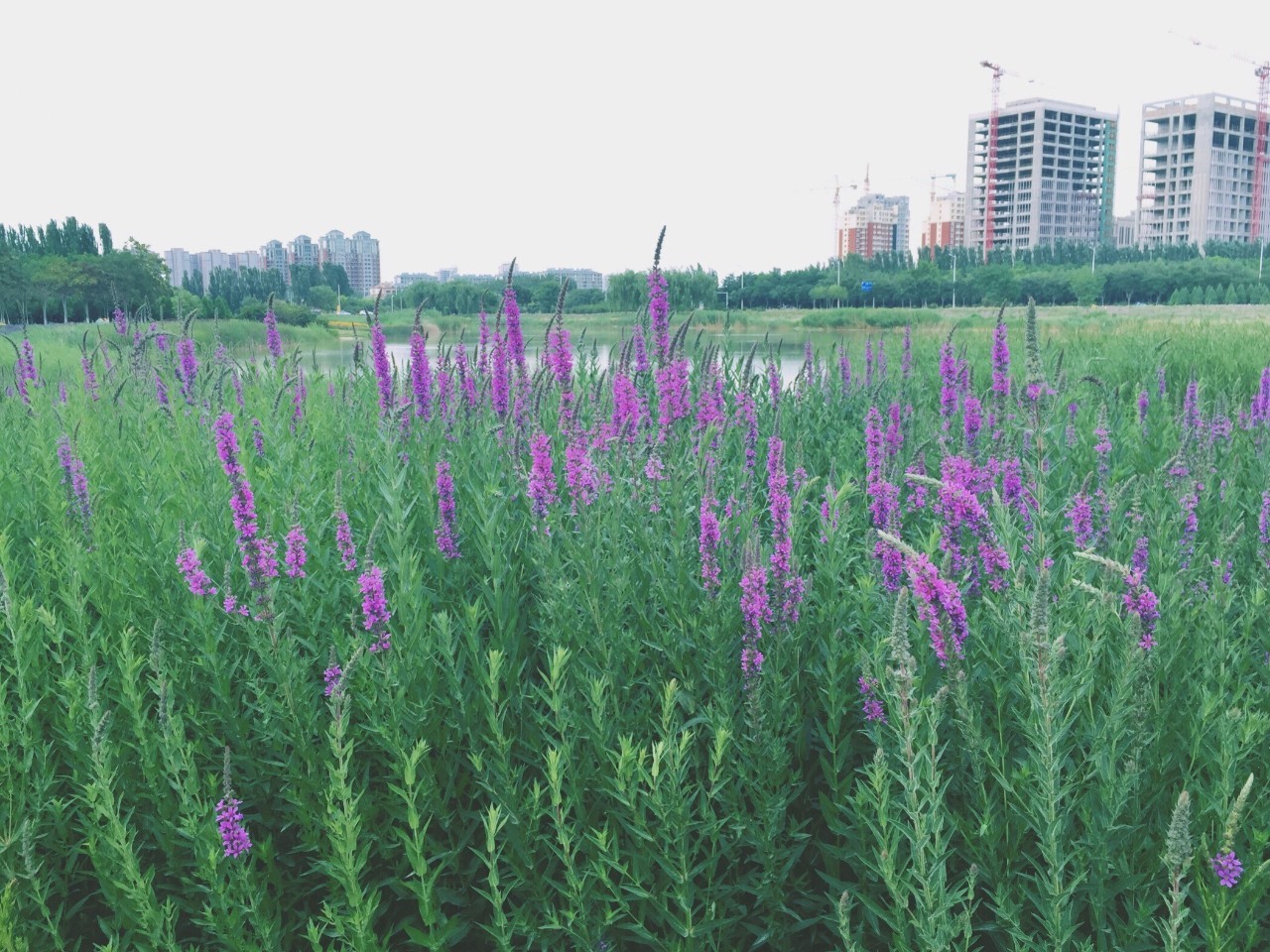 东方普罗旺斯紫色花海,普罗旺斯绚丽花海