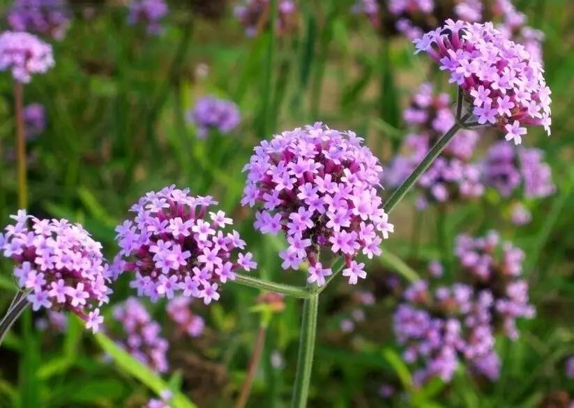 东方普罗旺斯紫色花海,普罗旺斯绚丽花海