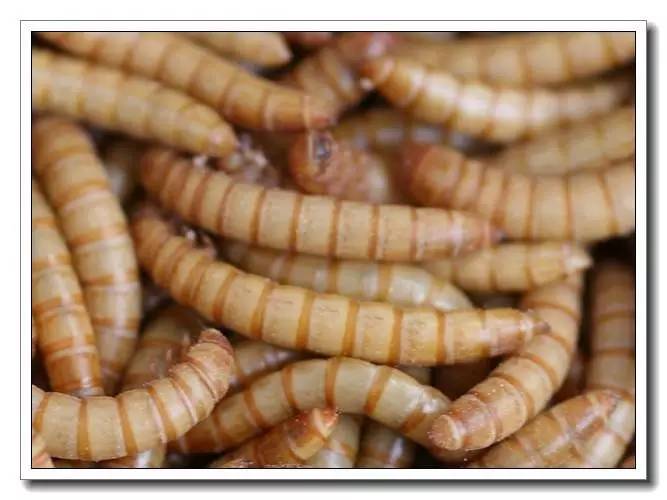 面包虫活饵购买网站,面包虫活饵盒装