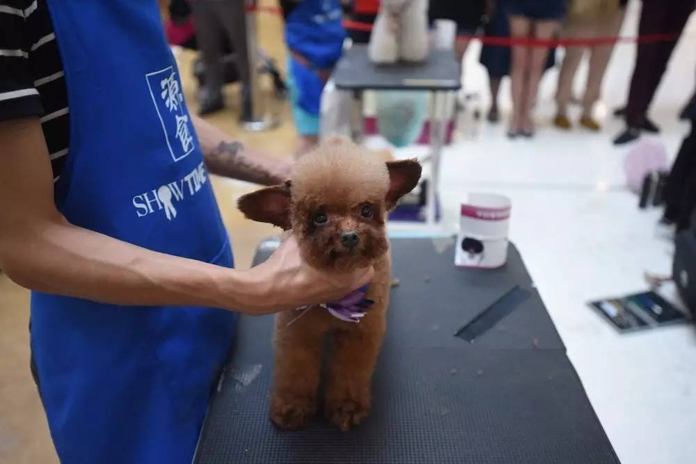 “源食”第五届中国宠物造型达人秀——哈尔滨赛区报道