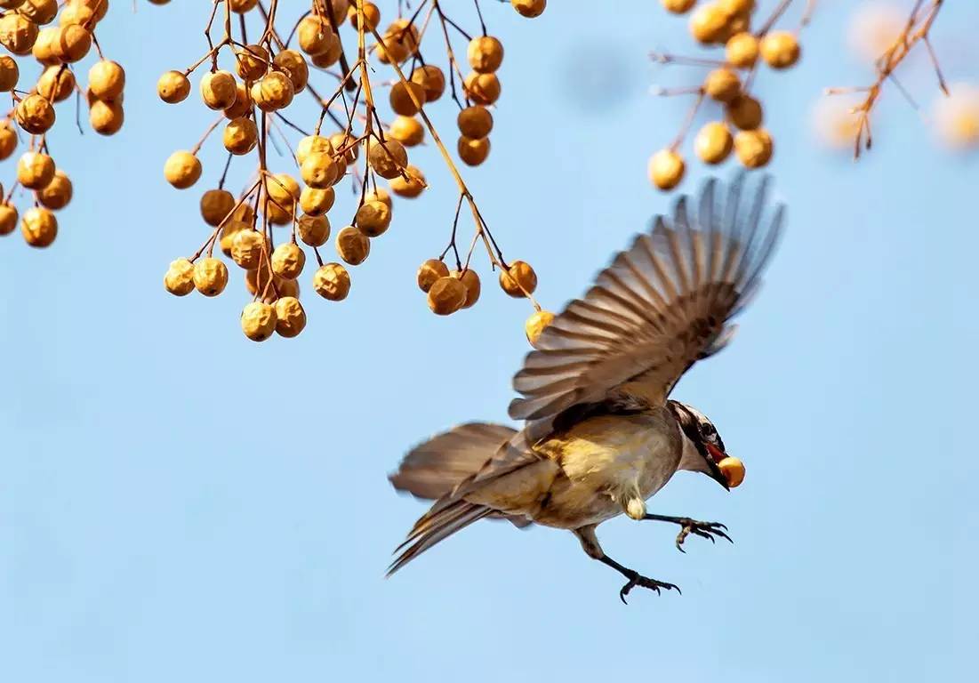 植物果实怎么分类,植物果实的分类