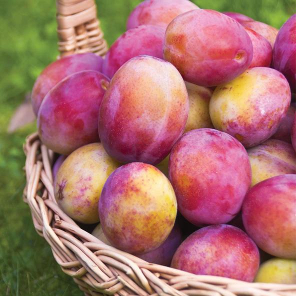 餐桌物种日历|7月13日欧洲李