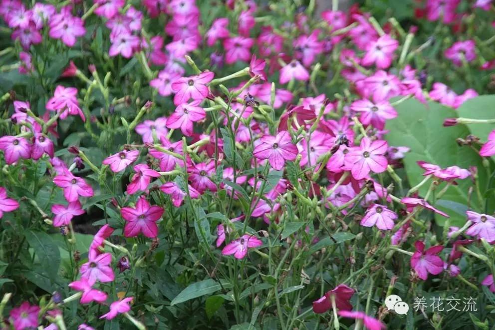 20种一二年生花卉,22种花朵