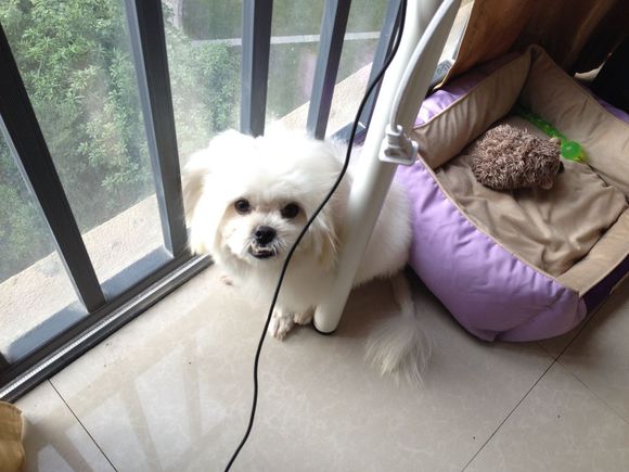 拯救狗狗不被蜜蜂蜇,拯救狗狗原版