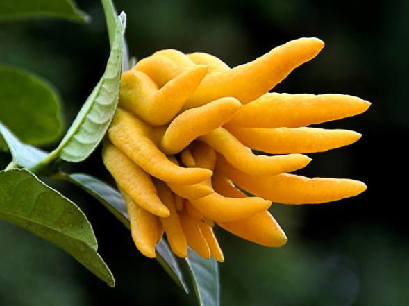 老香黄是哪三样,老香黄是什么有什么用