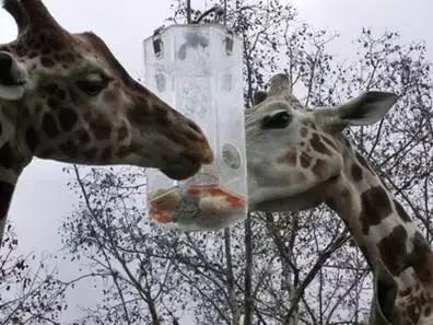 孩子喜欢的动物园,孩子喜欢的动物你绝对想不到